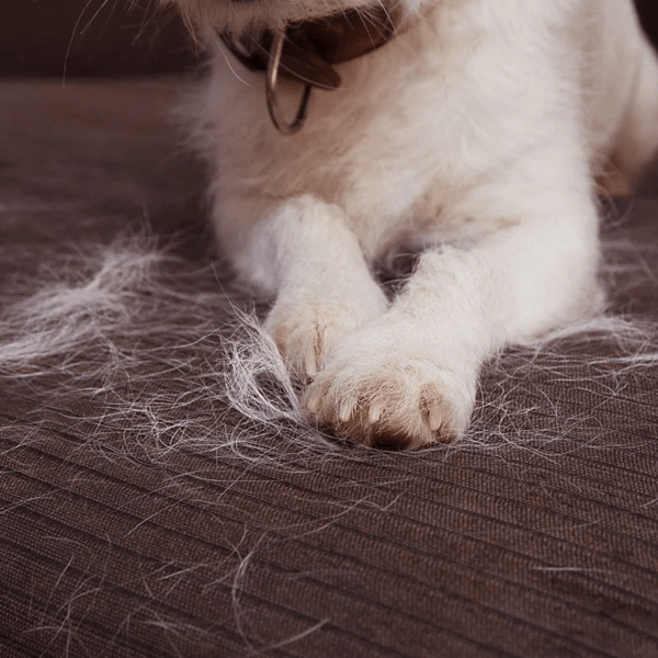 Hayvan Tüylerinden Kolayca Kurtulmanın 6 Yolu : Kapak Görseli